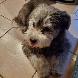 Meet your Posher, Ken